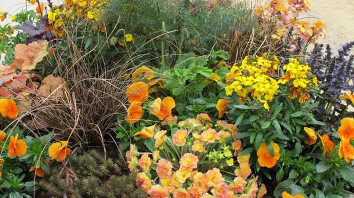 10. Ajuga Burgundy Glow, Dianthus vivace Devon Cottage Dark Red, Erysimum Rysi Copper, fenouil bronze, Heuchera Crème brûlée, Heuchera Obsidian, Primula Belarina Nectarine, Prunella Blau, Sedum Chocolate Ball, Viola cornuta Grandissimo orange, Viola cornuta Grandissimo orange Rose with Bloch. 