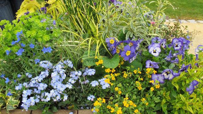 11. Abelia Kaleidoscope, Acorus Ogon, Carex Raureif, Erysimum variegatum, Erysimum Zwerg orange, Euphorbia Helena, Heuchera Lime Marmelade, Juncus Javelin, Mazus bleu, Myosotis Myomark, Primula Belarina Amethyst Ice, Primula Supernova bleu ciel, Pulmonaria Trevi Fountain, Veronica Big Blue, Viola Cats Light Blue, Viola conuta Grandissimo Berry Pie, Viola cornuta Grandissimo Ice Blue. 