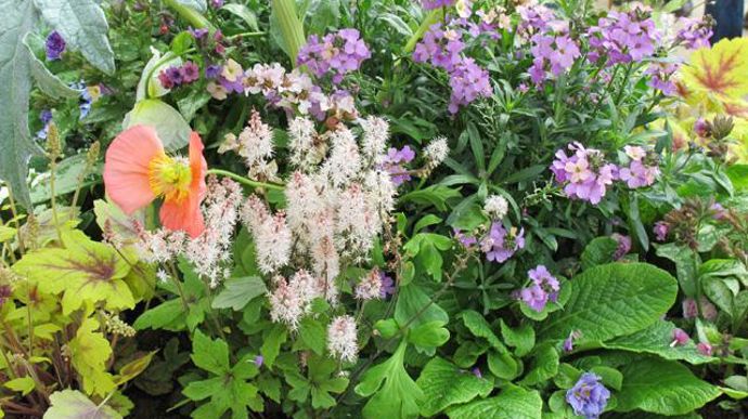 12. Acorus Ogon, Bergenia Harzkristall, Arundo donax (cardon ornamental), Erysimum Poem pastel, Heucherella Gold Strike, Myosotis Myomark, Primula Dawn Ansell, Primula Belarina Pink Champagne, Primula Romance, Pulmonaria Silver Bouquet. 