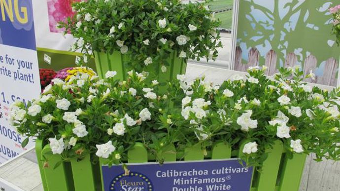 © Odile Maillard Calibrachoa MiniFamous® Double White (Obtenteur Selecta Klemm) 
