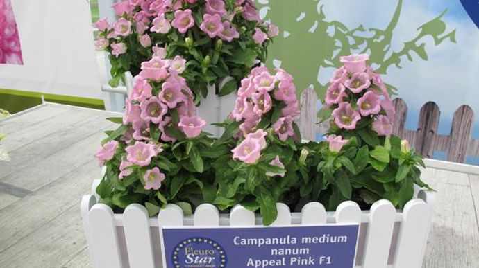 © Odile Maillard Campanula medium nanum Appeal Pink F1 (Obtenteur Sakata) 
