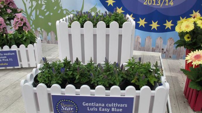 © Odile Maillard Gentiana Luis Easy Blue (Obtenteur Selecta Klemm) 