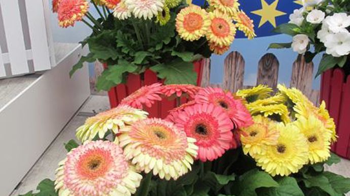 © Odile Maillard Gerbera jamesonii Cartwheel® Strawberry Twist (Obtenteur Syngenta Flowers) 