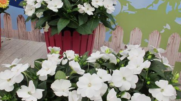 © Odile Maillard Impatiens x hybrida SunPatiens® Compact White améliorée (Obtenteur Sakata) 