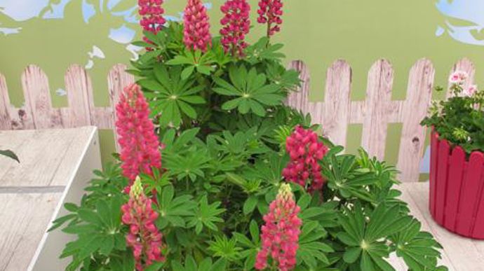 © Odile Maillard Lupinus polyphyllus Mini Gallery® Red (Obtenteur Clause/Tézier Jardin) 