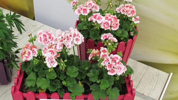 © Odile Maillard Pelargonium Perillo White Pink Splash (Obtenteur Selecta Klemm) 