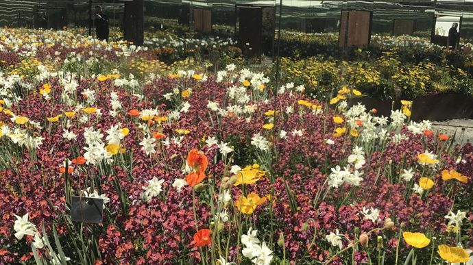 Exemple d’associations de formes et couleurs, pour révéler comment concevoir son massif, toujours avec la même gamme végétale. ©Graines Voltz