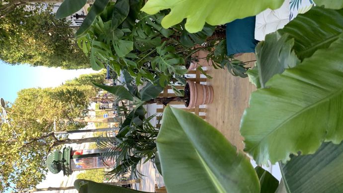 6.Quoi de plus agréable que de prendre un café dans Paris… au milieu des bananiers ? ©C. Bias