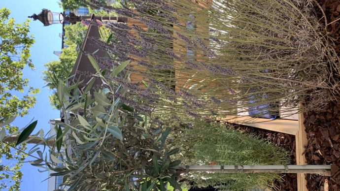 7.La terrasse méditerranéenne. ©C. Bias