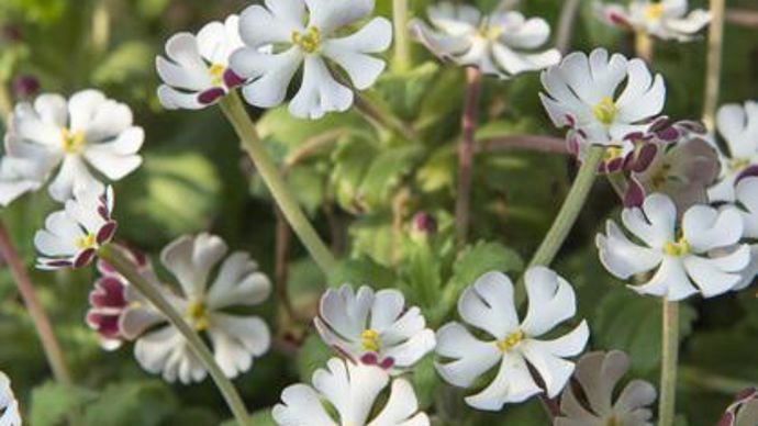 10. Zaluzianskya ovata