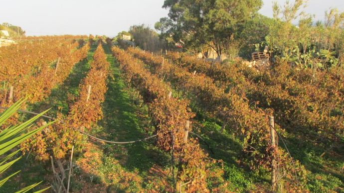 Système d’irrigation sur vignes, dans l’île de Gozo à Malte. ©Lycée Costa de Beauregard