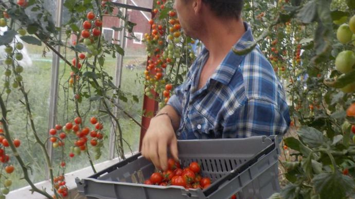Olivier Dray — enseignant en STE en stage pendant 15 jours en juillet 2018 – s’est immergé chez un maraîcher. Au menu : l’organisation du travail, le recyclage intensif (peu de matériels neufs, le moins possibles de plastiques…). Sur la photo : cultures de tomates sous serre, dans l’entreprise Alsike Prästgard à Knivsta en Suède. ©Lycée Costa de Beauregard
