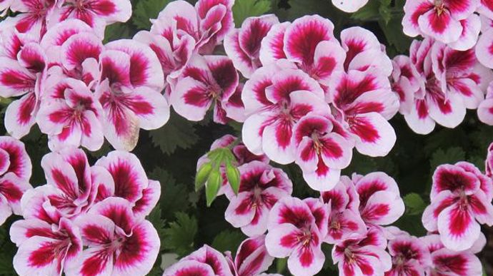 01. Pelargonium interspécifique crispum x grandiflorum PAC® Candy Flowers® Bicolor.