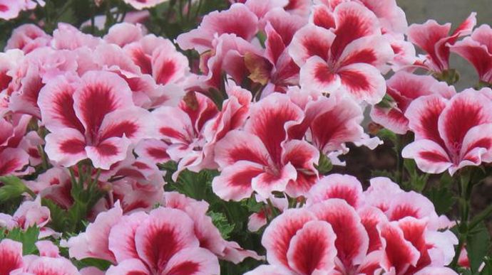 02. Pelargonium interspécifique crispum x grandiflorum PAC® Candy Flowers® Strawberry Cream.