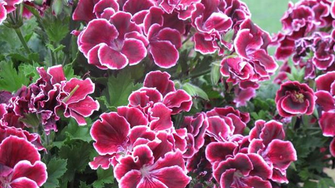 03. Pelargonium interspécifique crispum x grandiflorum PAC® Aristo® Beauty.