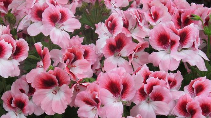 04. Pelargonium interspécifique crispum x grandiflorum PAC® Aristo® Darling.