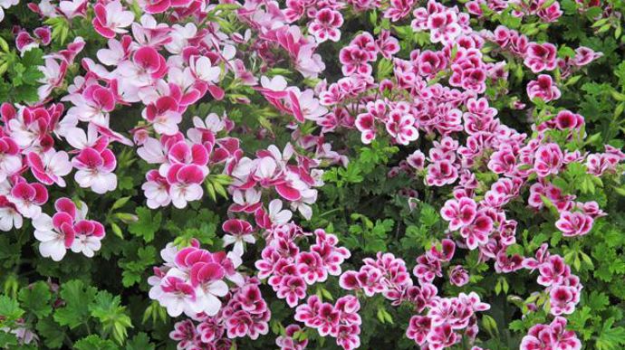05. Pelargonium crispum PAC® Angeleyes® Bicolor et Randy.
