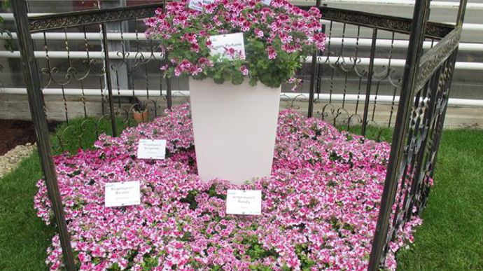 06. Pelargonium crispum PAC® Angels Perfume® (nouveauté 2011/2012) et PAC® Angeleyes® en assortiment.