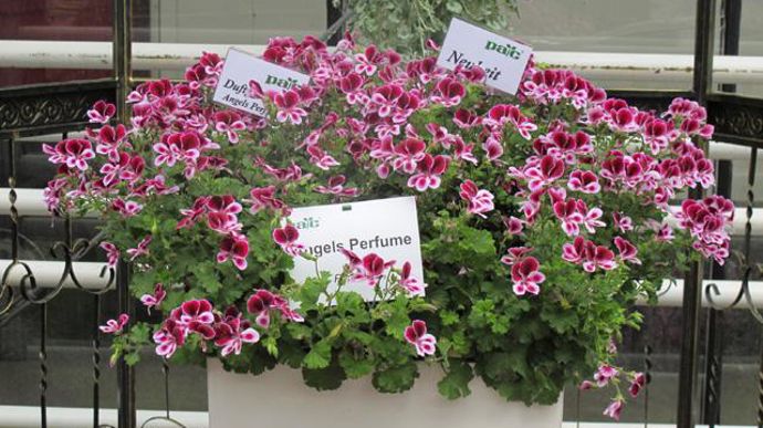 07. Pelargonium crispum PAC® Angels Perfume®. Nouveauté 2011/2012.