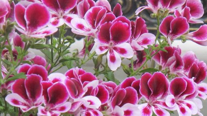 08. Pelargonium crispum PAC® Angels Perfume®. Nouveauté 2011/2012.