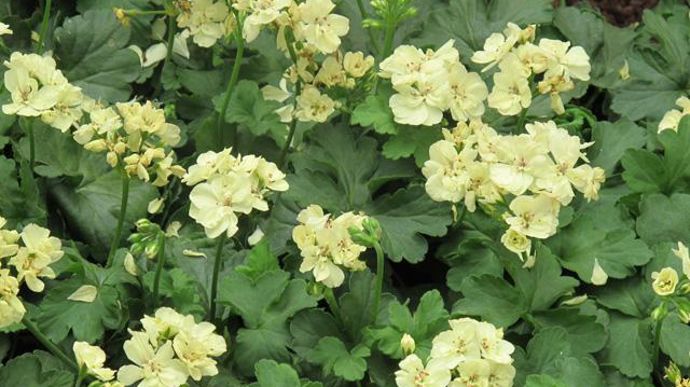 09. Pelargonium zonale PAC® First Yellow® amélioré. Nouveauté 2011/2012.