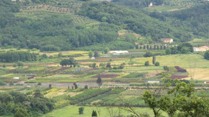 ©photos Valérie Vidril Ce sont les pépinières, grandes et petites, qui dessinent le paysage de Pistoia.