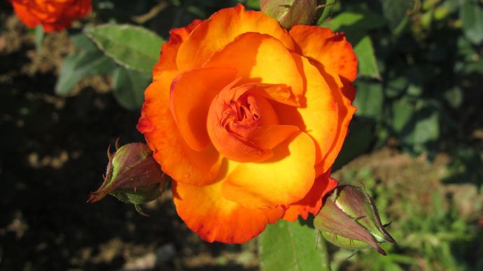 ©photos Valérie Vidril Rosier Tempi Moderni® (Barni 1996).