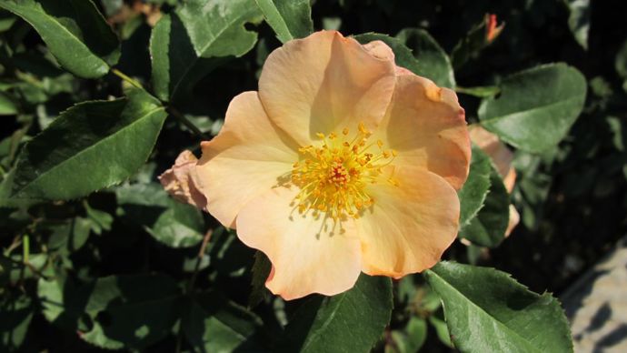 ©photos Valérie Vidril Rosier Tramonto estivo® (Barni 2003).