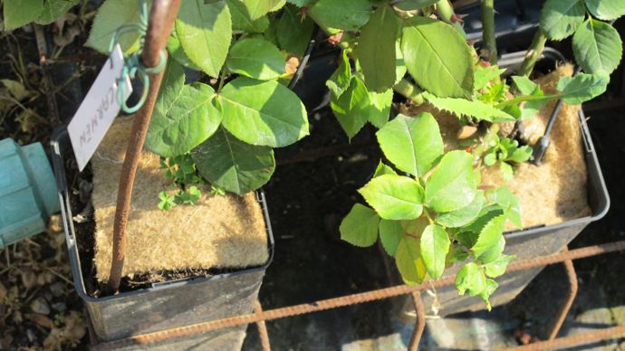 ©photos Valérie Vidril Grille anti-verse, paillage et goutte-à-goutte.