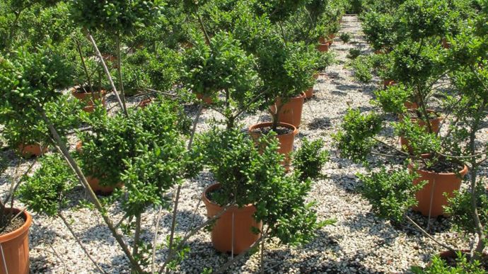 ©photos Valérie Vidril Maggazini Piante, fondée dans les années 1960, produit des feuillus et conifères en pot sur 5 ha... 
