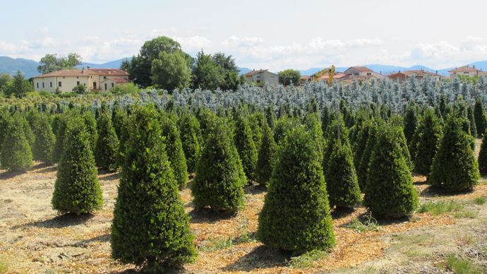 ©photos Valérie Vidril ...et en pleine terre sur 15 ha avec une quinzaine de salariés.