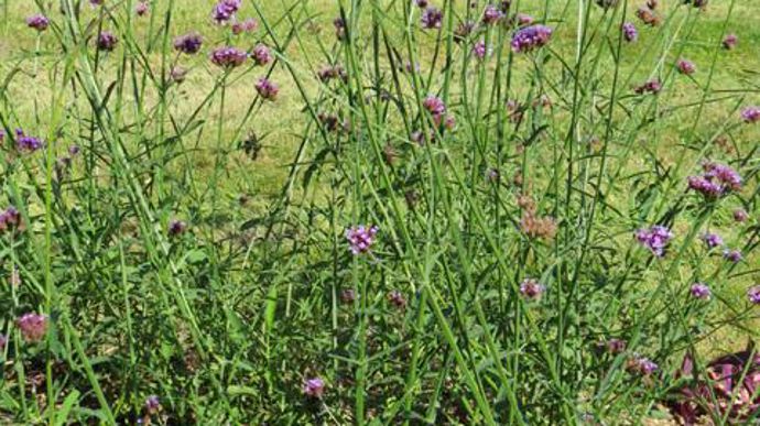 ©Odile Maillard Verbena bonariensis, au Chambon-Feugerolles (42). 