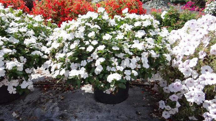 © GIE FPSO Vinca (Catharanthus) 'Cora' F1 blanc, en fin de saison à Villenave d'Ornon (33). 