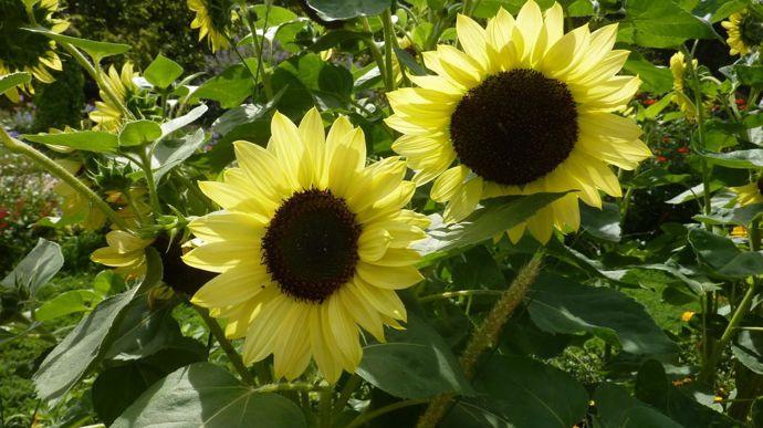 Helianthus annuus 'Valentine', de Benary.