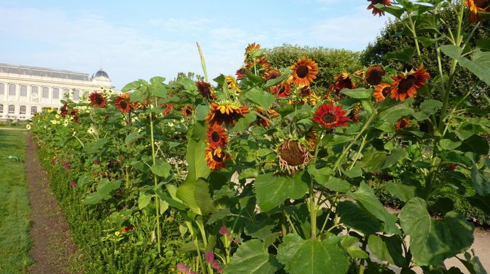 Helianthus annuus 'Velvet Queen', de Thompson et Morgan.