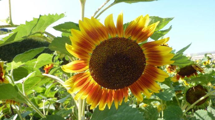 Helianthus annuus semi-nain ‘Orange Mahogany' Bicolor, de Takii.