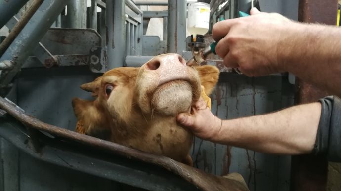 Pour une vaccination « probabiliste », la vétérinaire conseille de traiter le RS et Mannheimia a minima, puis les mycoplasmes en ateliers d’engraissement ou veaux de boucherie.