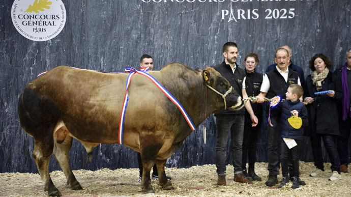 Tarot du Gaec Elevage Picauville, champion de la race parthenaise