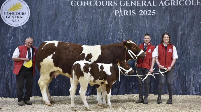 Tirelire à Pierre Cherré, championne de la race rouge des prés