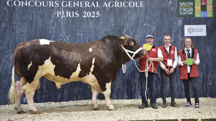 Spiderman à l'EARL M Claeys Vincent, champion de la race rouge des près