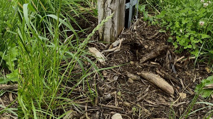 Chantier participatif. Le jour J, une équipe de 25 bénévoles creuse les trous des arbustes et des essences buissonnantes à la bêche. Elle les remplit de bois déchiqueté et enterre les racines préalablement plongées dans un mélange de terre, de bouses et d’eau. Il est enrichi d’un cocktail de bactéries destiné à créer un milieu favorable au plant. Enfin, les bénévoles protègent les plants d’un filet en plastic ou d’un corset métallique. Il ne faut pas les arroser.