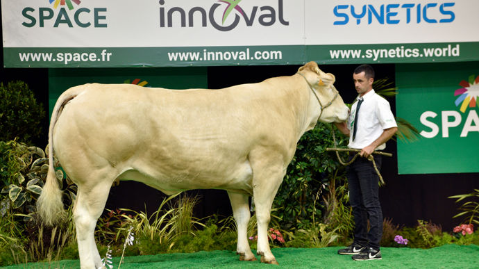 La blonde d'Aquitaine Pistache a été vendue à 10,90 € pour sa finesse d'os, son bassin plat et long, et son état bien avancé.