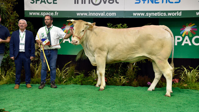 La blonde d'Aquitaine Rabane présente une belle longueur de corps et de bassin. Elle a été adjugée à 10,60 €/kg de carcasse.