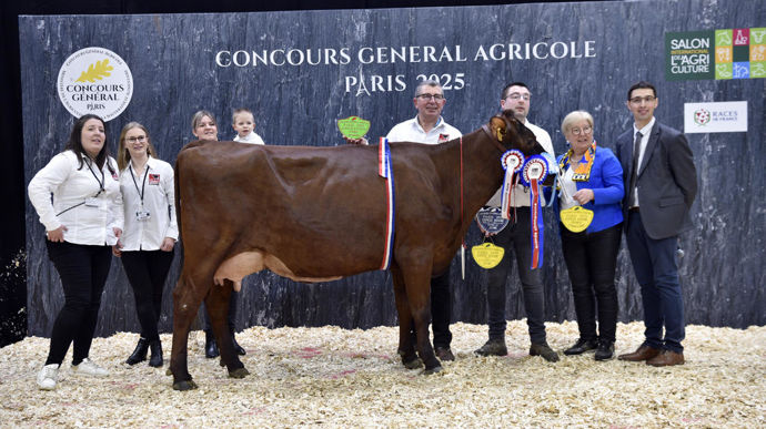 Tiyi à la Ferme du coucou, grande championne de la race rouge flamande du Concours général agricole au Salon de l'agriculture de 2025.