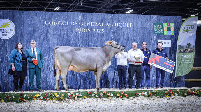 1579 Schiap au Gaec de St Louis, miss BGS de la race brune du Concours général agricole au Salon de l'agriculture de 2025.