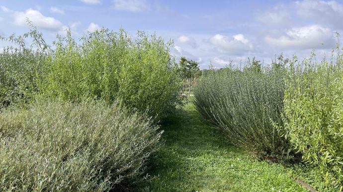 Le jardin des Saules a été conçu en partenariat avec l’école de vannerie de Fayl-Billot (52
