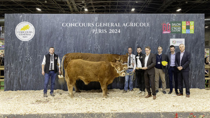 Limande, la championne limousine, est une vache homogène avec joli dos, un beau quartier arrière et un bassin large et profond, et de belles qualités laitières. Elle est accompagnée d'un veau  puissant et lourd.