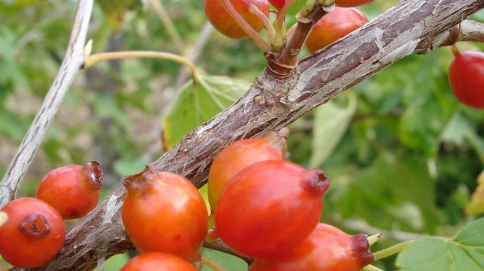 Ribes fascicularum.