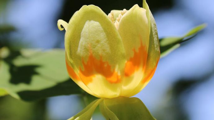 Liriodendron tulipifera Emerald City JFS-OZ.