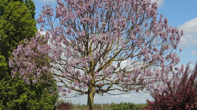 Paulownia fortunei April Light Minpaul.